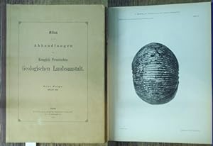 Atlas von dreiunddreissig Tafeln zu der Abhandlung: Die Polyptychites-Arten des Unteren Valangini...