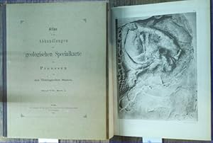 Atlas von acht (8) Lichtdruck-Tafeln zu der Abhandlung: Beiträge zur Kenntniss der Gattung Lepido...