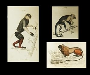 Bild des Verkufers fr The natural history of Monkeys, ?Naturalist?s library?. Mammalia Vol. 1. zum Verkauf von Harteveld Rare Books Ltd.