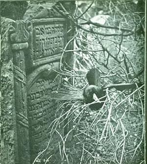 Seller image for Der Alte Judische Friedhof In Prag. (The Old Prague Jewish Cemetery). for sale by Wittenborn Art Books
