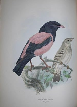 A History of the Birds of Europe