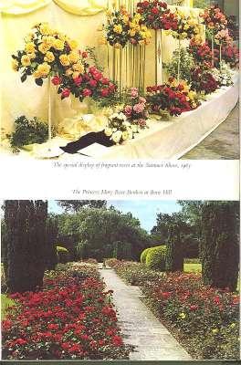 Seller image for The Rose Annual, 1964 [Future Of The Floribunda Rose and The H.T. Type Trend; Budding Notions; Damask Roses; Greenhouse Roses; Rose Growing In Scotland ; Rose Growing In Denmark; Roses By The Sea; Pot-Pourri and Other Recipes] for sale by Joseph Valles - Books