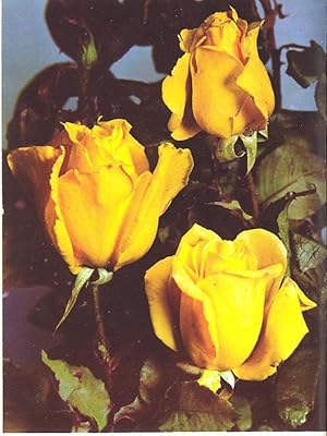 Seller image for The Rose Annual, 1963. [ Judging Of Roses; Mulching and Fertilizing; Rose Garden At Roath Park, Cardiff ; Spraying Appliances; Roses In The Home ; Fragrance ; Roses As Specimen Plants for sale by Joseph Valles - Books