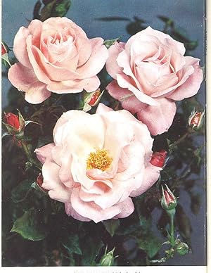 Seller image for The Rose Annual, 1962. [Symposium on Pruning; Border of Roses; New Roses Trials in Europe; Old Garden Roses With Recurrent Flowing Habit; Chemical Weed Control in Beds; Restful Roses; Two Old Rose Trees; Roses in India; Rose Root-Stocks miniature greenhouses decoration origins ] for sale by Joseph Valles - Books