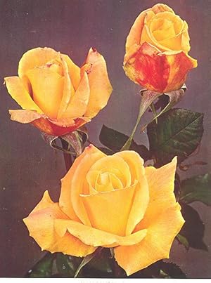 Seller image for The Rose Annual, 1966. [Making Standard Roses; Of Very Ancient Roses; Roses For Hedges; Magnesium In Rose Culture; Romaunt Of The Rose; Planning A Rose Garden; Miniature Roses; Shrub Roses; Roses In The Valbyparken, Copenhagen.] for sale by Joseph Valles - Books