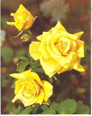 Image du vendeur pour The Rose Annual 1961.[Recent Research on Roses; Rose Garden of Rome; Rose Arrangements: What the Judge Looks For; Tropics; Rose Disease; Lessons from Derriaghy; Red; Yellow; Common Mistakes in Rose Growing; Unorthodox Rose Grower] mis en vente par Joseph Valles - Books