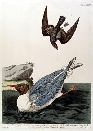 VÖGEL. - Möwe. "1. The Pewitt Gull. Larus ridibundus. Die Lachmewe. 2. The little Petrel Stormfin...