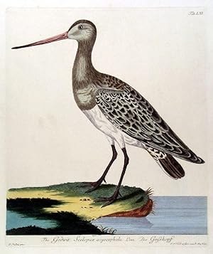 VÖGEL. - Schnepfe. The Godwit. Scolopax acgocephala Linn. Der Geisskopf.