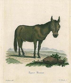 PFERDE. - Maulesel. "Equus Hinnus". Ein Maulesel.