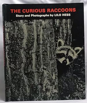 The Curious Raccoons