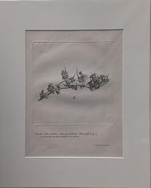 Seller image for Piper foliis cordatis, caule procubente. Kupferstich von J. Wandelaar aus Linn: Hortus Cliffortianus. for sale by Antiquariat Bcheretage