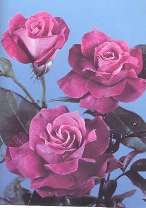 Immagine del venditore per The American Rose Society Annual, 1978 [Vol.63] [Getting the most from your sprayer; Sulfur, Magnesium, Urea; Controlling Powdery Mildew; Mystery of Pine Bark; Liquid Dehydration & Preservation of Real Flowers; Climbing Roses; Rosa Kordesii; Black Spot] venduto da Joseph Valles - Books