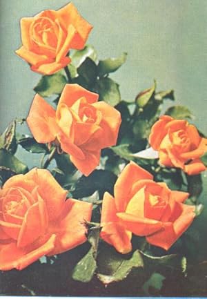 Bild des Verkufers fr American Rose Annual, 1965. [Judging hybrid teas; Understock testing in the New Orleans area; Old Roses; Isle of Guernsey; Cutback & bloomtime; Pest control; Germany, Poland, Bulgaria, Rumania Hungary; ran rose city, Isfahan; Moss roses; Scandinavia zum Verkauf von Joseph Valles - Books