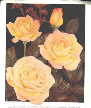 Seller image for The American Rose Annual, the 1946 Yearbook of Rose Progress. [Uruguay; Cuba; Lewis & Clark College; Australian Rose Societies; Plant Patent Act; Moss Roses; Species Roses; Tree Roses In The South; China Rose Is Hardy; Root Pruning; Nebraska; Kentuc for sale by Joseph Valles - Books
