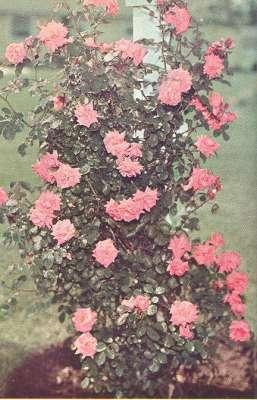 Seller image for The American Rose Annual, 1961. [Rose gorwing in Minnesota; Imperial Valley; Northwest roses in the East; Roses in the far north; What is the yellow rose of Texas; Old Roses; Hybrids of American wild rose species; Yellow pigment; Black spot fungus] for sale by Joseph Valles - Books