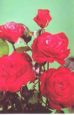 Immagine del venditore per The American Rose Annual, 1976. [The simple, practical rose bed; How to select the right sprayer or duster; Storage & care of cut roses; Breeding winter hardy & everblooming roses; Growing roses in the shade; Hybrid teas; Crown Gall; Rosa Rugosa] venduto da Joseph Valles - Books
