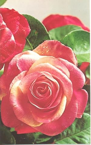 Image du vendeur pour The American Rose Annual, 1975. [Roses in Israel; Protection best cure against blackspot; Midge control; The roses at Wyck: 1839 and today; Modern rose parentage; The Japnese beetle and Milky spore; The rose is a Hawaiian tradition; mis en vente par Joseph Valles - Books