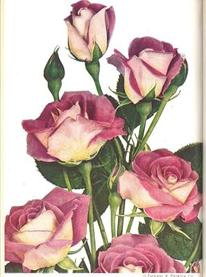 Imagen del vendedor de American Rose Annual, 1955. [Landscaping With Roses For Interior Beauty; Keeping A Rose Record; Rediscovery Of The Double Form Of Rosa Carolina; Rose Importing For The Amateur; Foliar Feeding In Rose Culture; Diplocarpon ; Botrytis; Apomictic] a la venta por Joseph Valles - Books