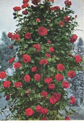 Seller image for The American Rose Annual, 1958. [The lazy man grows roses; Note on rose Anthracnose; Foliar fertilization of garden roses; Rose leaf rust; Fungicide-Insecticide combinations; Kansas; Ohio; Great Plains; Central Plains; Tennessee; Wisconsin; Illinois for sale by Joseph Valles - Books