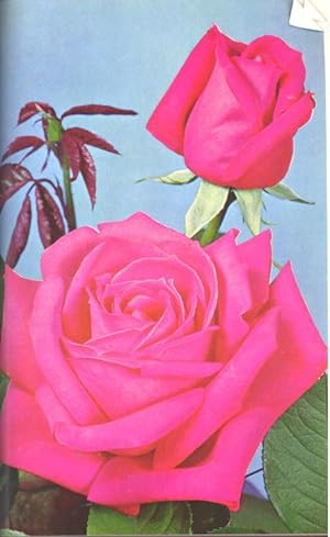 American Rose Annual, 1968. [Roses in boxes, English style; Randolph Park; Seed & feed to hex the...