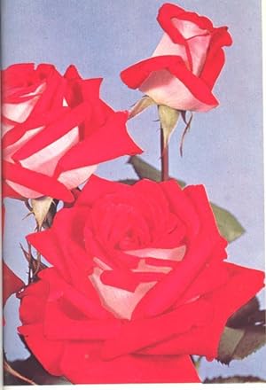 Seller image for American Rose Annual, 1966. [Landscaping with roses; Disbudding; Dwarf fruit trees as accent plants; Hybridizing old roses; Creating new hardy roses; Apomixis in roses; Miami Florida; Nematodes; Scotland; Israel; Southern California; Roses in your d for sale by Joseph Valles - Books