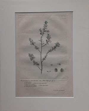 Wandelaar - Cliffortia foliis dentatis. Kupferstich von J. Wandelaar aus Linné: Hortus Cliffortia...