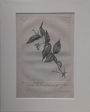 Seller image for Diervilla Kupferstich von J. Wandelaar aus Linn: Hortus Cliffortianus. for sale by Antiquariat Bcheretage