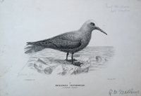 Proof plate of the Lesser Noddy from the "Birds of Australia", signed by Mathews with notations. ...