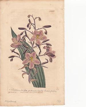 Curtis - Wachendorfia brevifolia. Wachendorfia paniculata brevifolia. Altkolorierter Kupferstich ...