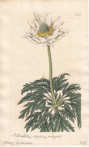 Curtis - Anemone alpina. Pidsatilla alpina major. Altkolorierter Kupferstich aus Botanical Magazi...
