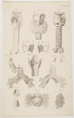 Bild des Verkufers fr Anatomische Tafeln: Die Schilddrse; Der Kehlkopf; Die Luftrhre; Das Herz eines ausgetragenen Fetus, . nach Cheselden, Loder und Ruysch. zum Verkauf von Antiq. F.-D. Shn - Medicusbooks.Com