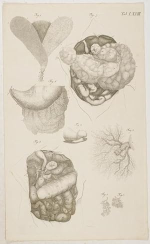 Bild des Verkufers fr Anatomische Tafeln: Die drey Hute der Gallenblase; Ein Theil der Gallenblase; Ein Ast der Pfortader, Das Magen-Lebernetz. 1 Tafel nach Haller, Ruysch ud Walther zum Verkauf von Antiq. F.-D. Shn - Medicusbooks.Com