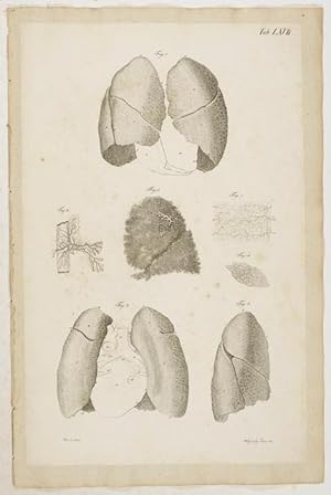 Bild des Verkufers fr Anatomische Tafeln: Die Lungen aus der Leiche eines achtzehnjhrigen Jungen von vorn und hinten. 1 Tafel nach Loder und Ruysch. zum Verkauf von Antiq. F.-D. Shn - Medicusbooks.Com