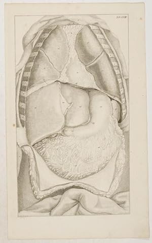 Bild des Verkufers fr Anatomische Tafeln: Die Lage der Eingeweide der Brust und des Unterleibes. & Die Lage des Herzens und des Magens. 2 Tafeln. zum Verkauf von Antiq. F.-D. Shn - Medicusbooks.Com