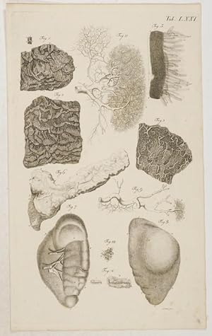 Bild des Verkufers fr Anatomische Tafeln: Ein kleiner Theil des von gewundenen Darm; Die Darmdrsen; Die Milz, . nach Adolph Hedwig, Liebrkhn, RLoder, uysch und Santorini. zum Verkauf von Antiq. F.-D. Shn - Medicusbooks.Com