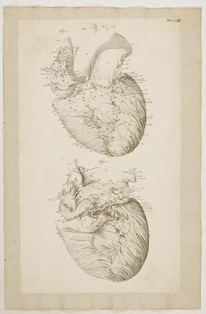 Bild des Verkufers fr Anatomische Tafeln: Das Herz. 4 Tafeln nach Loder und Wolff zum Verkauf von Antiq. F.-D. Shn - Medicusbooks.Com