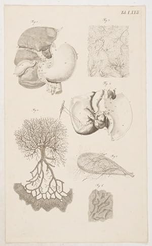 Bild des Verkufers fr Anatomische Tafeln: Die ausgehhlte Flche der auf die Seite gelegenen Leber, der Magen, und die Bauspeicheldrse; Das Magen-Lebernetz; . nach Cheselden, Haller, Ruysch, Santorini und Walther. zum Verkauf von Antiq. F.-D. Shn - Medicusbooks.Com