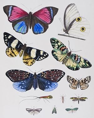 Image du vendeur pour History of the American Fauna and a General Natural History of the World. [3 VOLUME-SET] mis en vente par ERIC CHAIM KLINE, BOOKSELLER (ABAA ILAB)