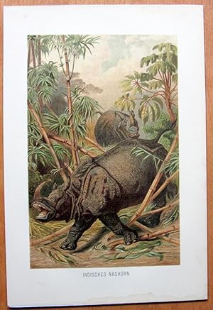 Antique Chromolithograph. Great One-Horned Rhinoceros.