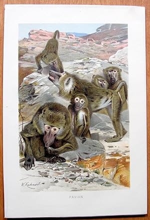 Seller image for Antique Chromolithograph. Baboon Family. for sale by Ken Jackson