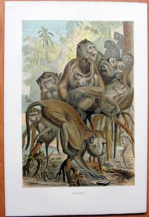 Seller image for Antique Chromolithograph. Rhesus Monkeys. for sale by Ken Jackson