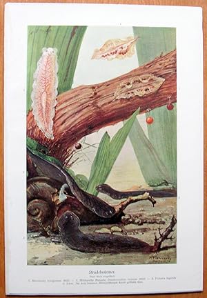 Antique Chromolithograph. Sea Life: Dendrocoelum Lacteum.