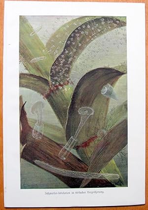 Antique Chromolithograph. Sea Life: Jellyfish.