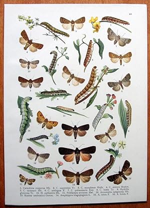 Antique Chromolithograph. Moths and Butterflies. Caradrina Respersa etc.