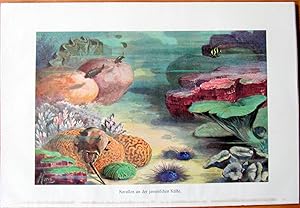 Antique Chromolithograph. Sea Life: Hermit Crab, Coral Reef.