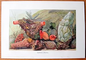 Antique Chromolithograph. Sea Life: Sea Squirts.