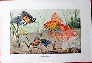 Antique Chromolithograph. Sea Life: Goldfish, Telescope Fish.