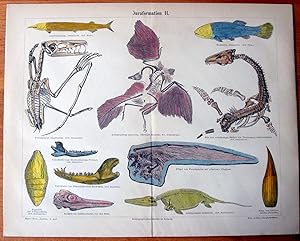 Antique Lithograph. Shark, Jurassic Dinasour Fossils.