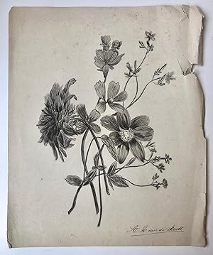 [DRAWING, STADT, VAN DE] Potloodtekening (bloemen) door A.H. van de Stadt, 19de-eeuws, 30x25 cm.