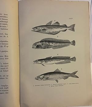 Bild des Verkufers fr De grootvisscherij op de Noordzee. Beknopte uitgave, Haarlem 1895, 237 pag., gell. zum Verkauf von Antiquariaat Arine van der Steur / ILAB